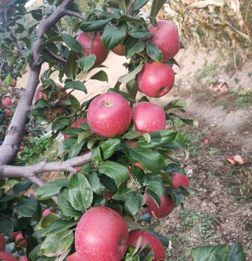 [苹果批发]鸡冠苹果价格0.60元/斤 - 一亩田