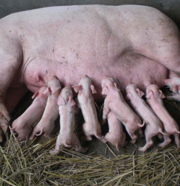 长太高产母猪两头起全国包邮