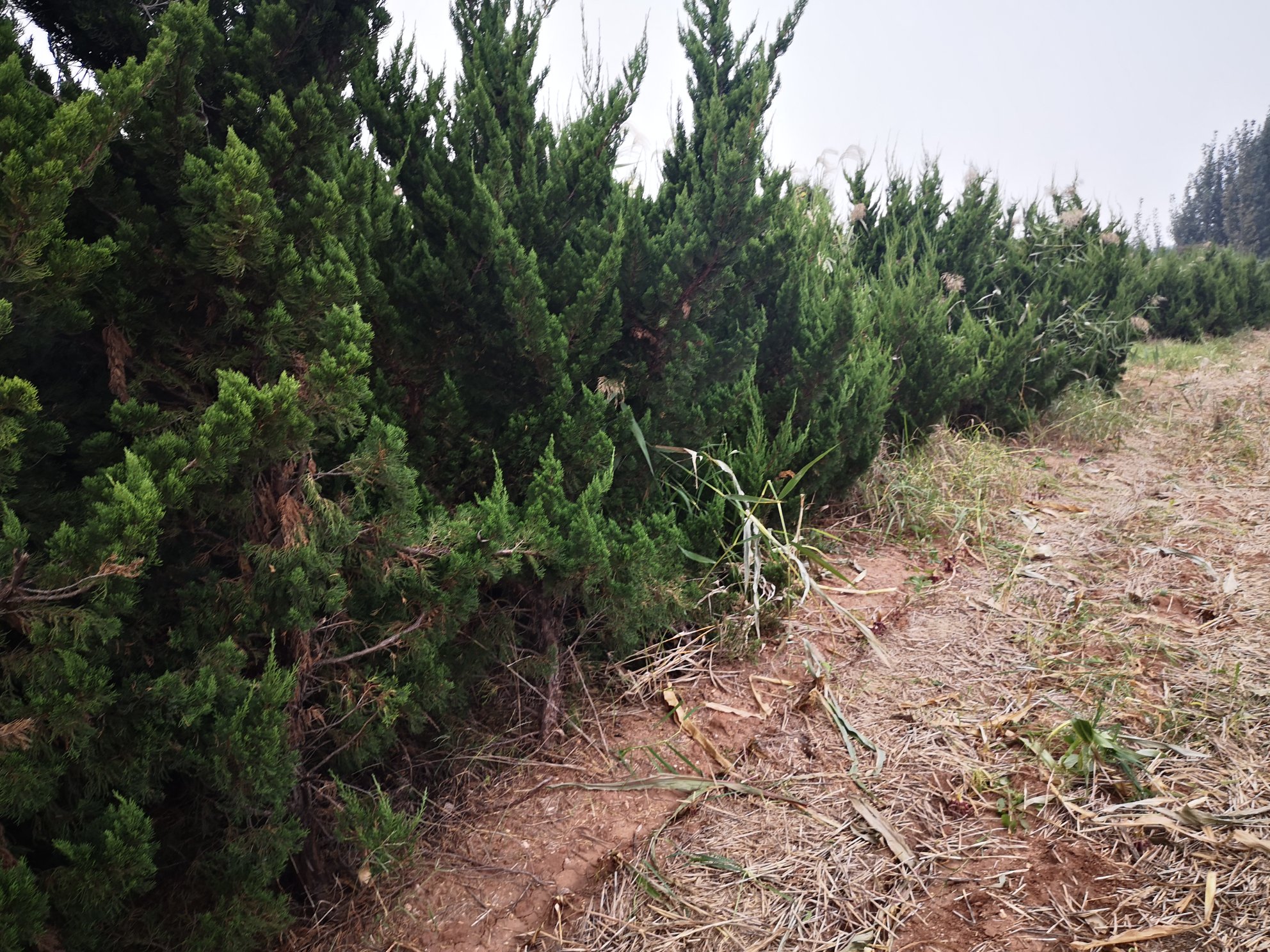 一株高大的龙柏树与数株低矮密集的小龙柏并列展示,背景为绿色草坪,突出两者在株型、高度和用途上的差异,适合用于科普插图 龙柏与小龙柏对比图示