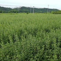 【爆款】★单叶蔓荆子苗★50-80★苗木基地★量大直采