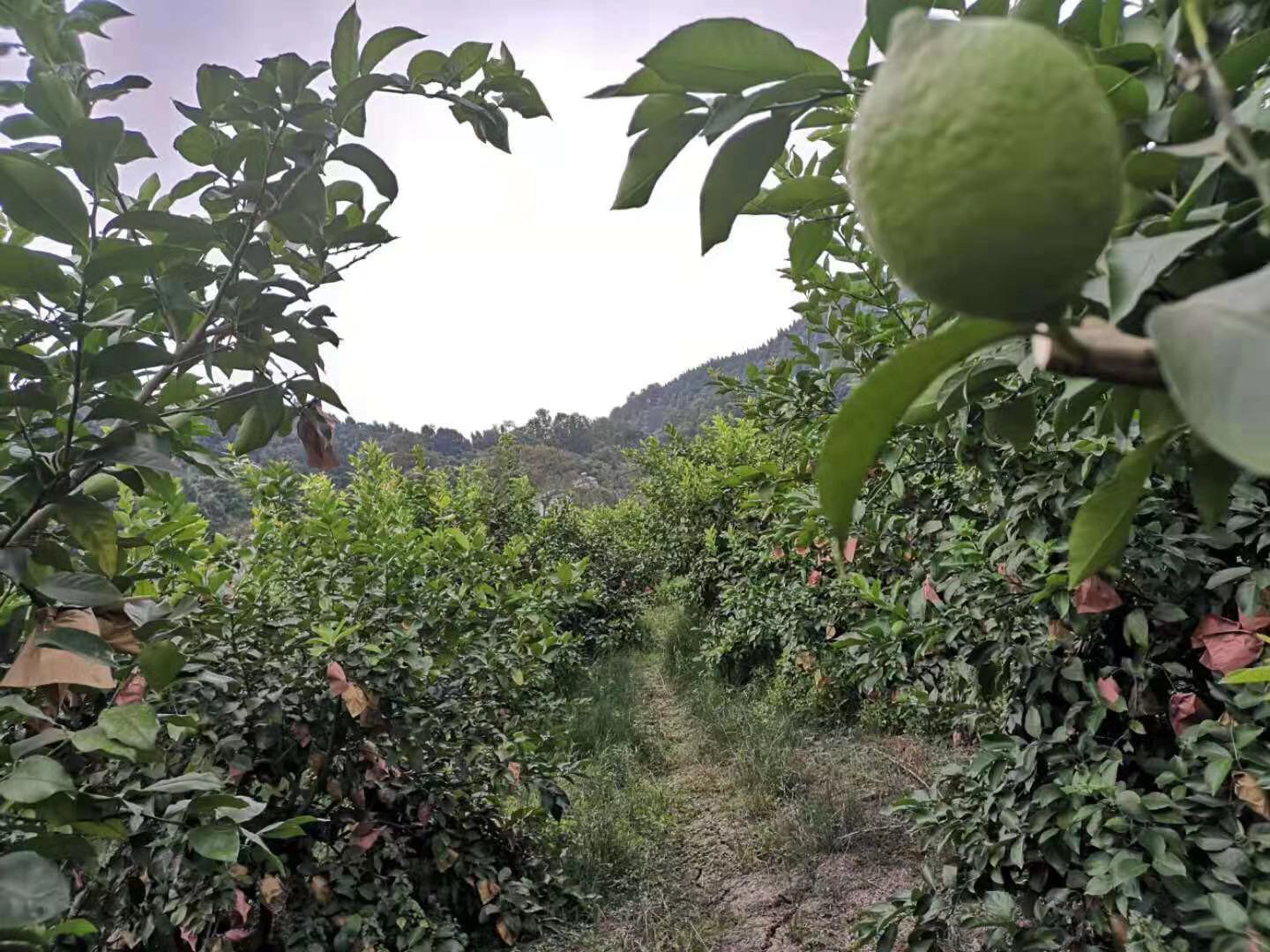 安岳柠檬果园实景,展示成片的柠檬树和成熟的黄色柠檬挂满枝头,背景为蓝天白云,体现自然生态环境 安岳柠檬果园实景