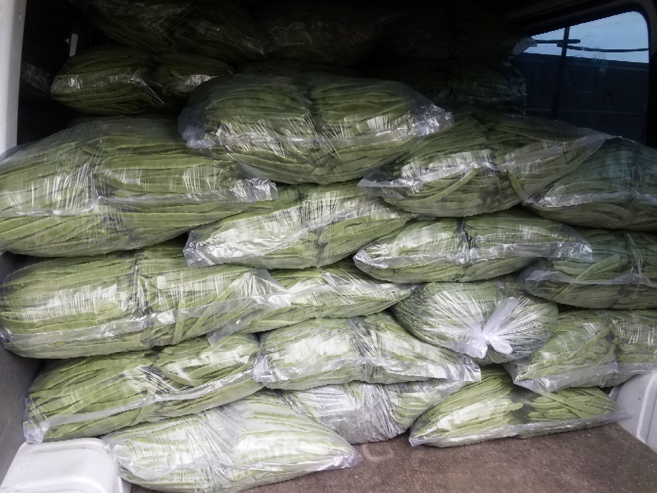 “翡翠绿”扁豆冷链运输与包装场景 现代冷链物流车上装载着印有“翡翠绿”品牌的冷藏箱,工人正将刚采收的扁豆装车准备发往一线城市,背景为标准化包装车间
