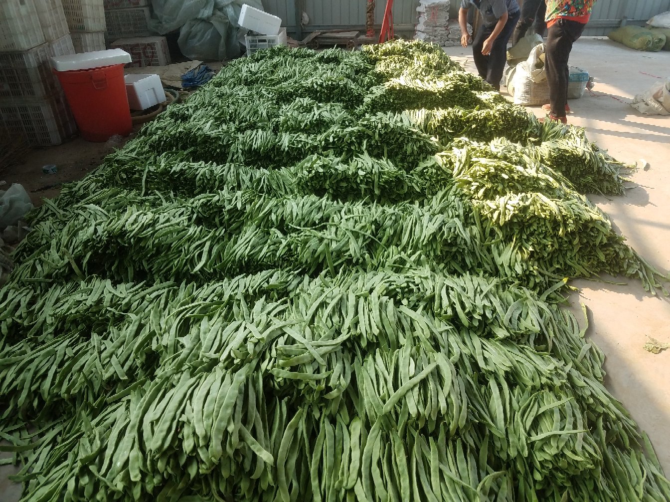 绿扁豆田间丰收场景