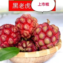 布福娜/甜甜甜甜甜甜甜甜甜甜甜甜黑老虎十万斤上市招代发