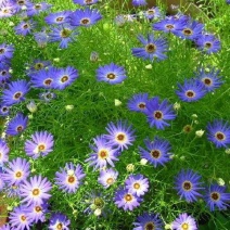 五色菊籽种易种易活花海公园庭院观赏植物