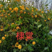 棣棠，从生黄花棣棠60---1.2米