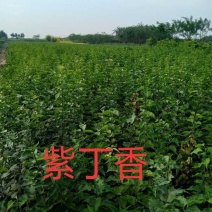 紫丁香，从生紫丁香，大棵从生紫丁香