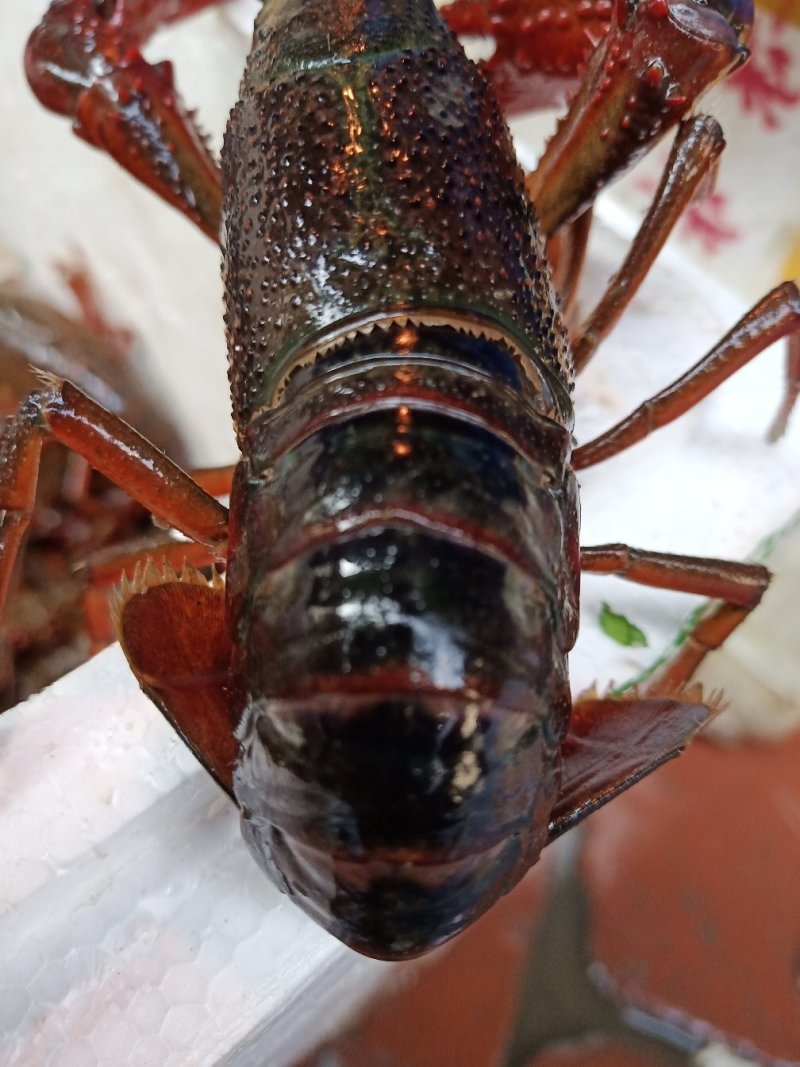 680.00小龙虾湖南益阳南县