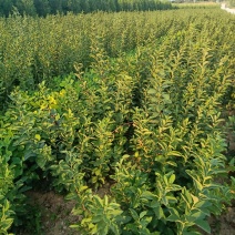 钙果苗，中华钙果苗，北方南方庭院种植