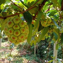 给老虎果