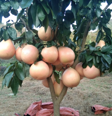 [柚子树批发]三红蜜柚树,可以带果,阳朔斌斌三红蜜柚种植家庭农场价格