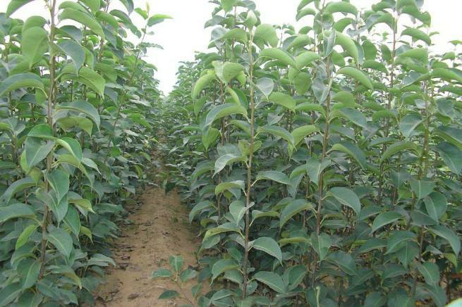 吉林靖宇县黑果腺肋花楸‘Nero’标准化种植基地夏季航拍:展示双行篱架栽培结构、植株整齐度、叶幕覆盖率及地理环境(长白山林缘坡地),用于说明主产区规模化生产实景 吉林靖宇县黑果腺肋花楸标准化种植基地航拍图:整齐的双行篱架栽培模式,深绿色椭圆形叶片覆盖率达95%,果实尚未转色呈青绿色,田块呈规则几何形状,远处可见长白山余脉
