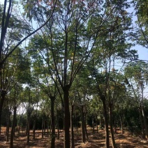 栾树苗圃直供批发当天起苗专车效率高质量有保证