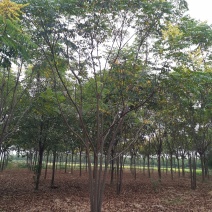 丛生栾树自家苗圃货源直供批发湖南益阳绿青苗木