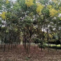 全冠栾树移植苗圃货当天起苗上货速度快