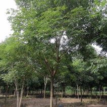 无患子精品货苗圃直供指树挖树质量保证