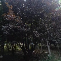 美人梅6--15公分嫁接苗精品供应