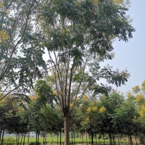 30-50大骨架移植栾树苗圃直供湖南益阳绿青苗木