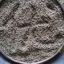 分批选成熟采收的黄花倒水莲种子