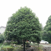 12-25公分桂花农户直销批发手续齐全质量保证