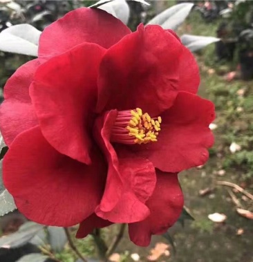 名贵品种茶花皇家天鹅绒茶花苗产地发货快递包邮