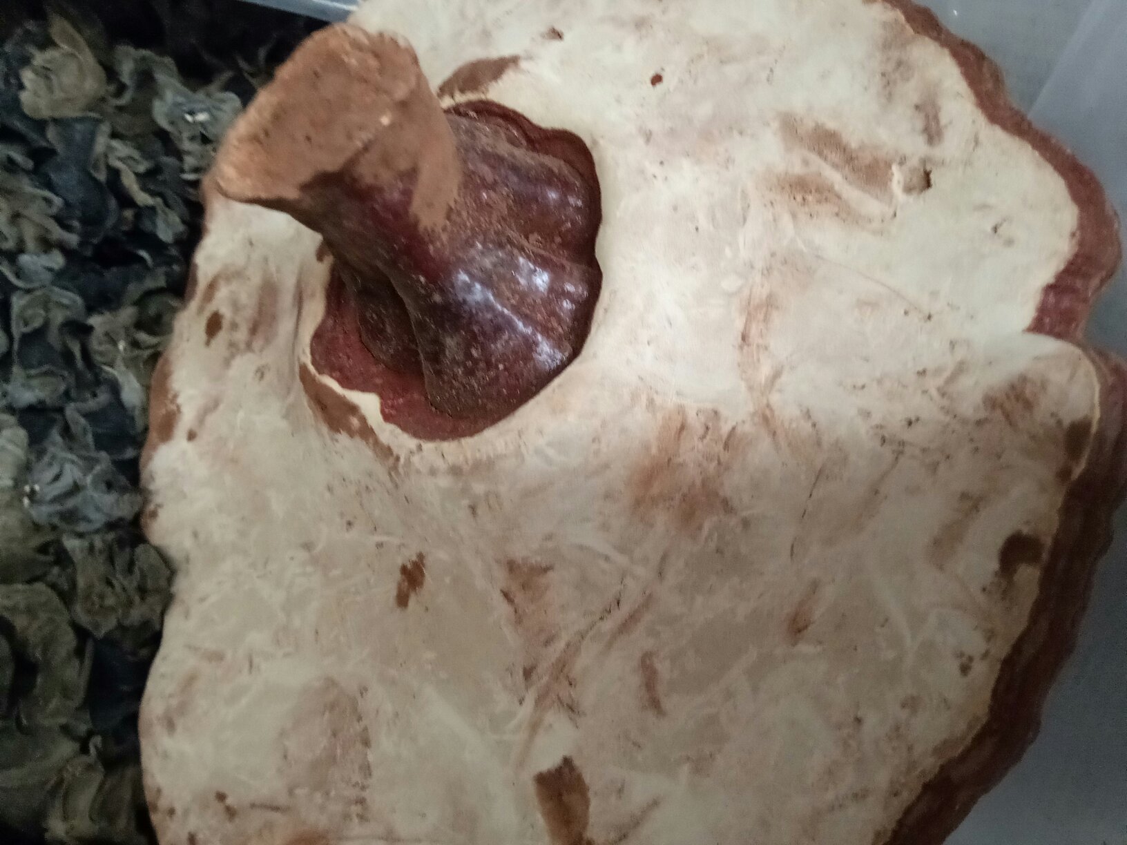 灵芝切片霉变显微结构示意图：400倍光学显微镜下，霉菌菌丝穿透灵芝细胞壁形成网状侵染，伴孢子囊膨大成熟