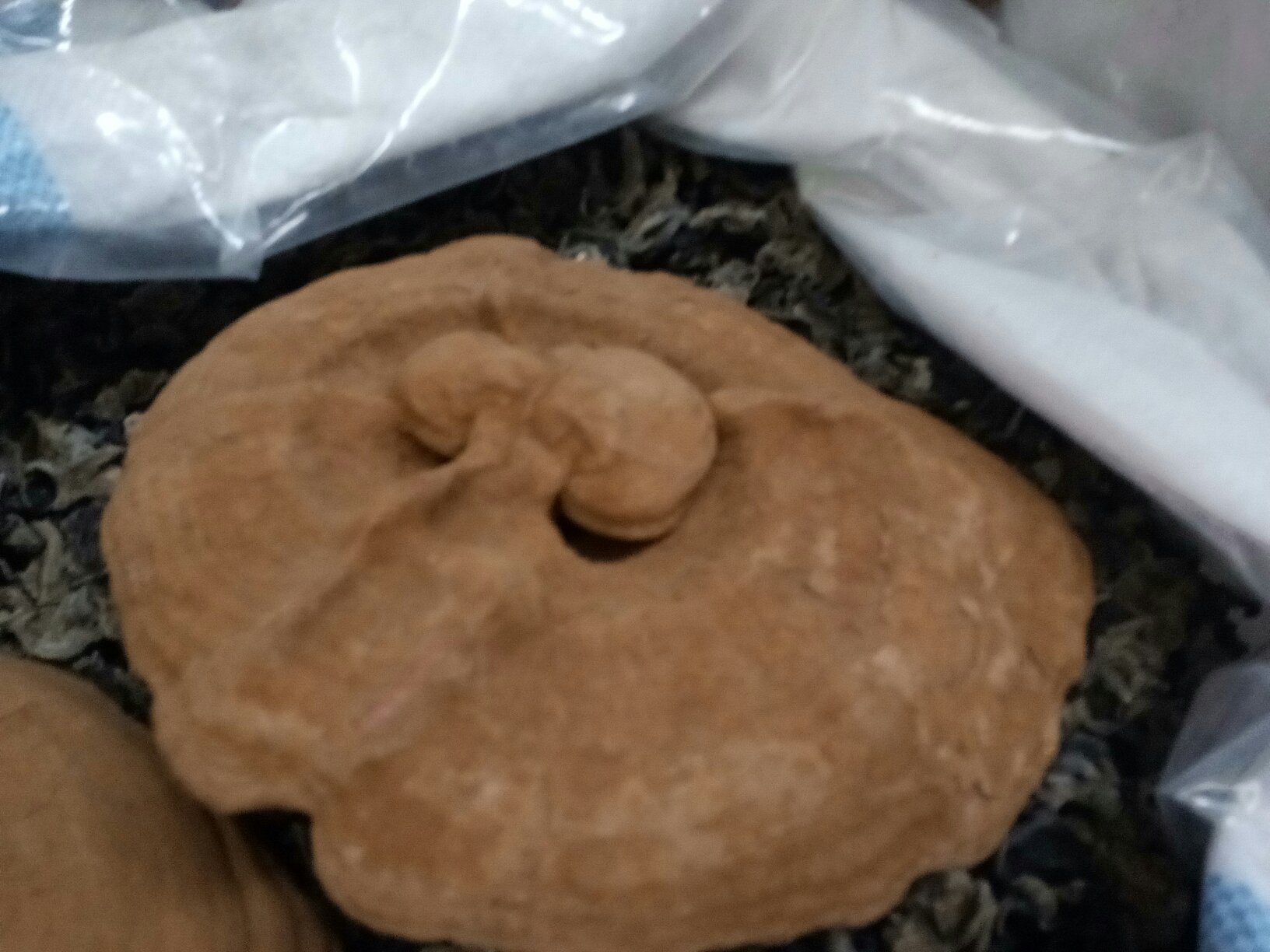 竹灵芝破壁孢子粉与木灵芝粉末对比显微图像