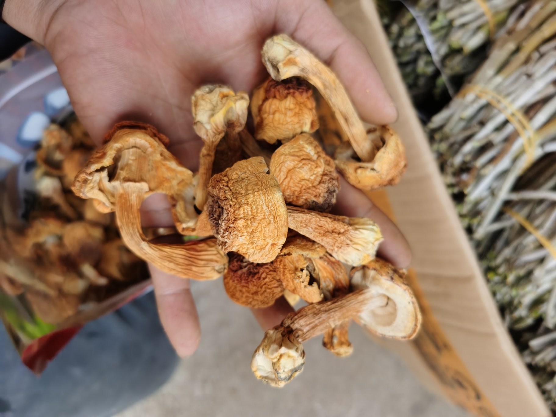 姬松茸与其他食用菌类的营养对比图