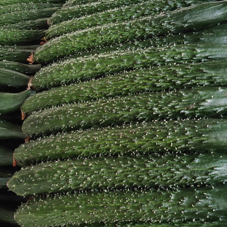 [黄瓜批发]【精品黄瓜】油亮密刺短把黄瓜干花25公分以上价格1.