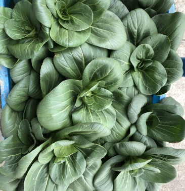 精品矮脚黑青菜,苏州青,太湖菜