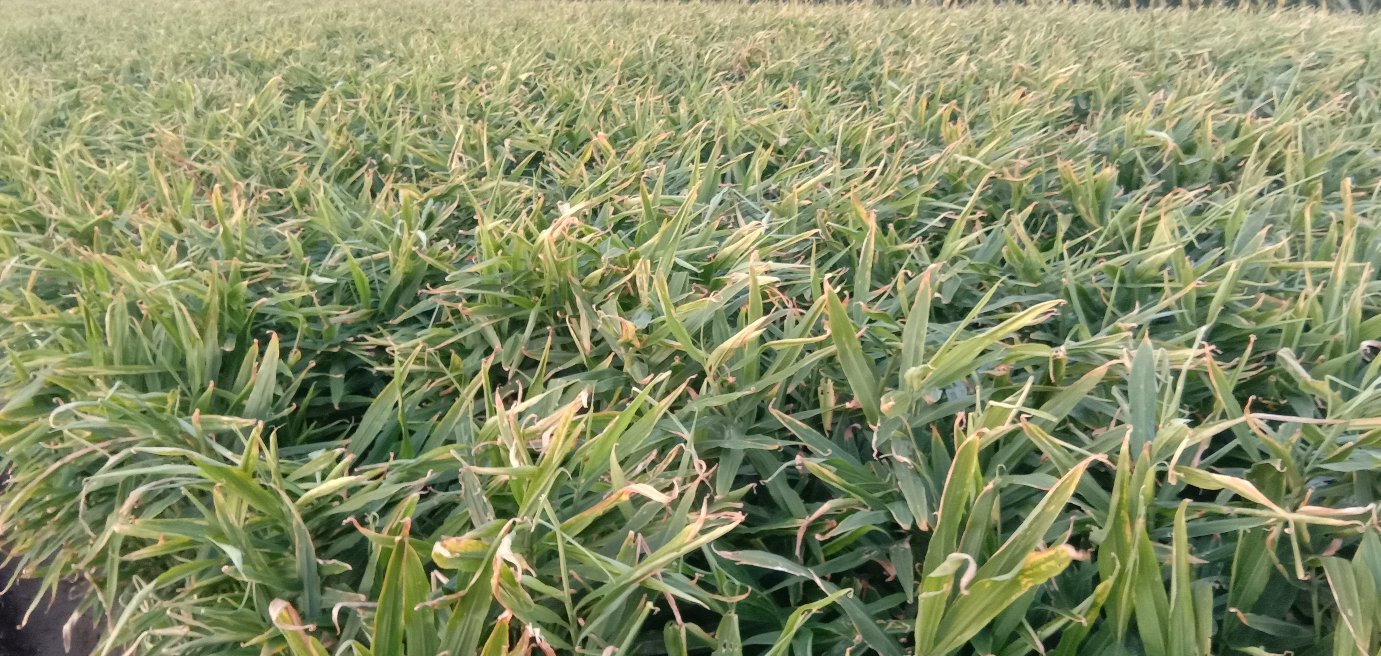 红糟子姜种植基地实景图