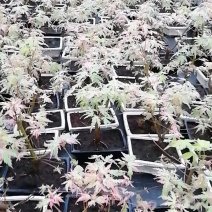 红枫盆景蝴蝶盆景。红枫盆景蝴蝶枫