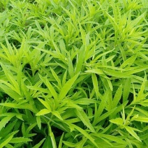 泥蒿