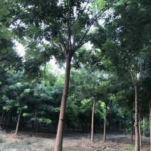 国槐