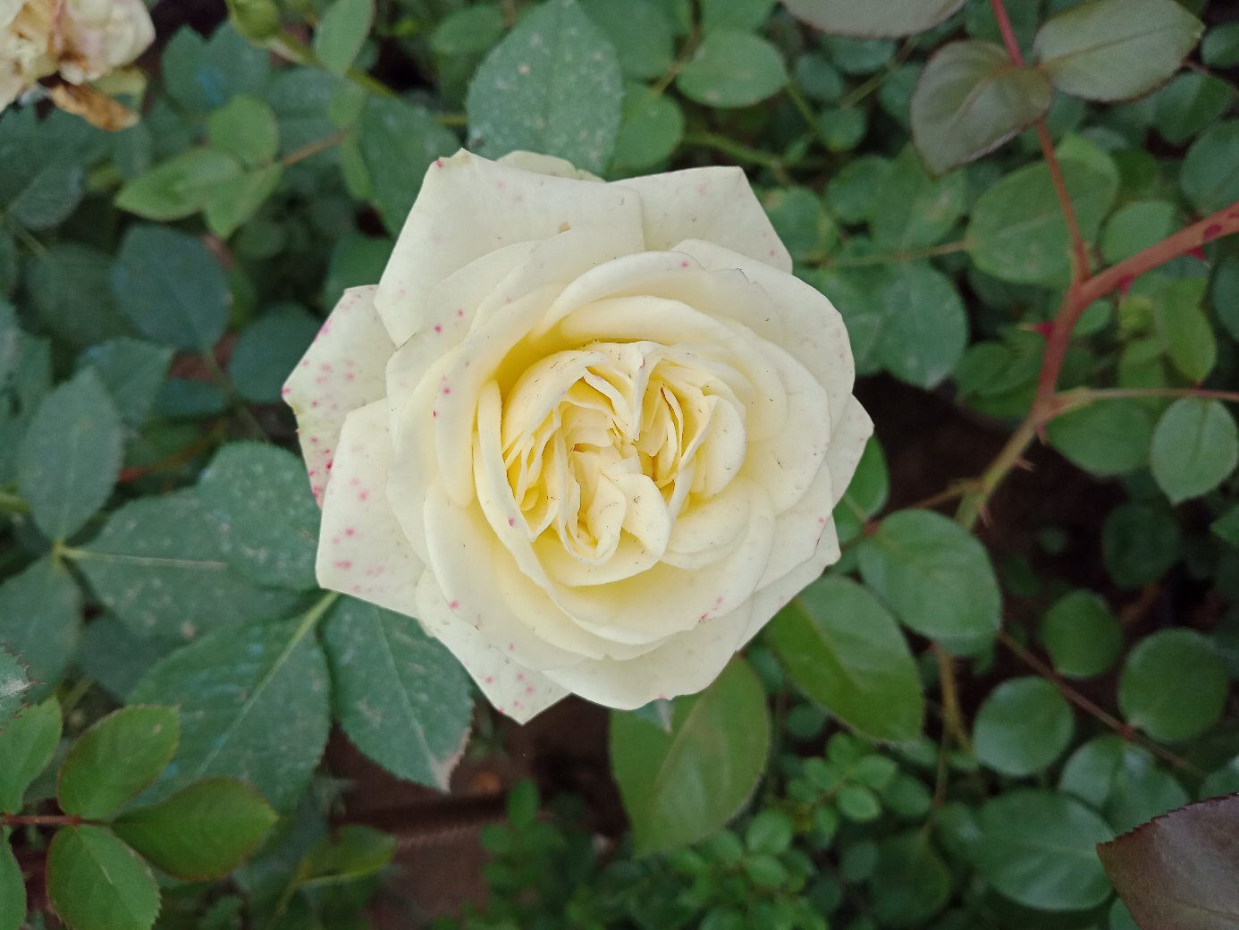 康斯坦茨月季的特写镜头展示花朵细节