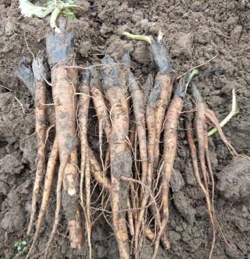 大黄苗唐古特大黄苗产地一手货源量大从优