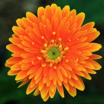 非洲菊籽种四季开花易种易活花海观赏花草植物