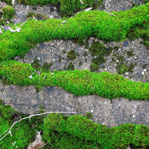 苔藓青苔