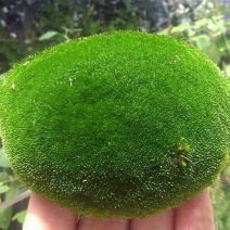 朵朵藓苔藓