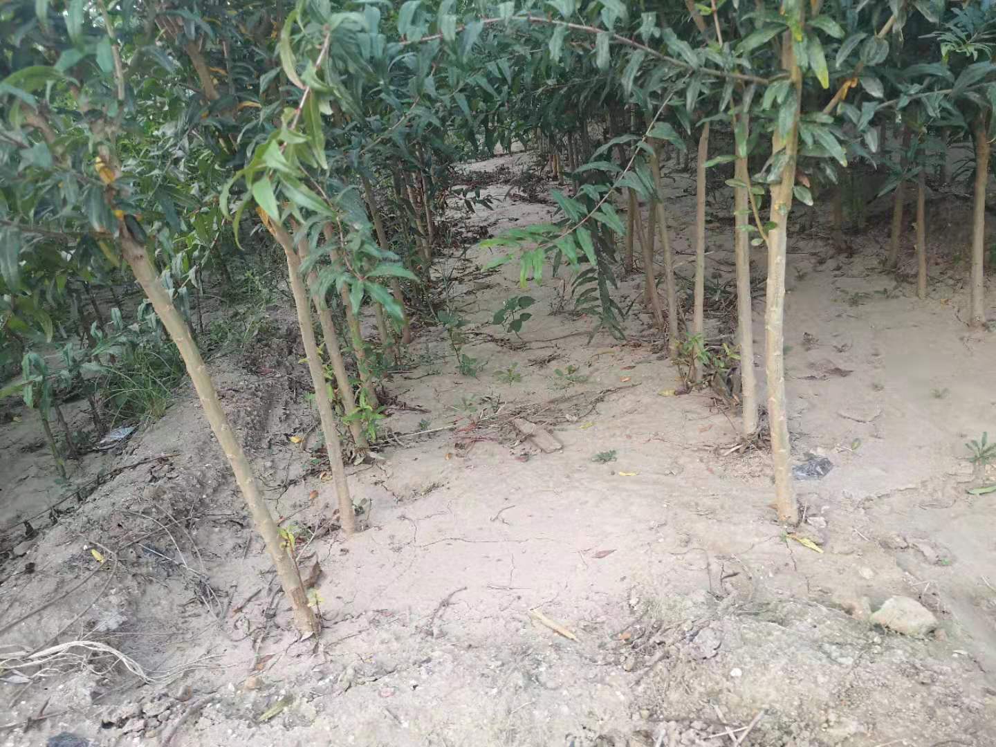 北方春季石榴园定植场景,多名技术人员正在栽植树苗,土壤为沙壤土,已挖好整齐的定植穴,背景可见成年石榴树 北方春季石榴定植现场
