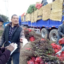 1000万金叶女贞，金叶女贞球量大批发，质量如图