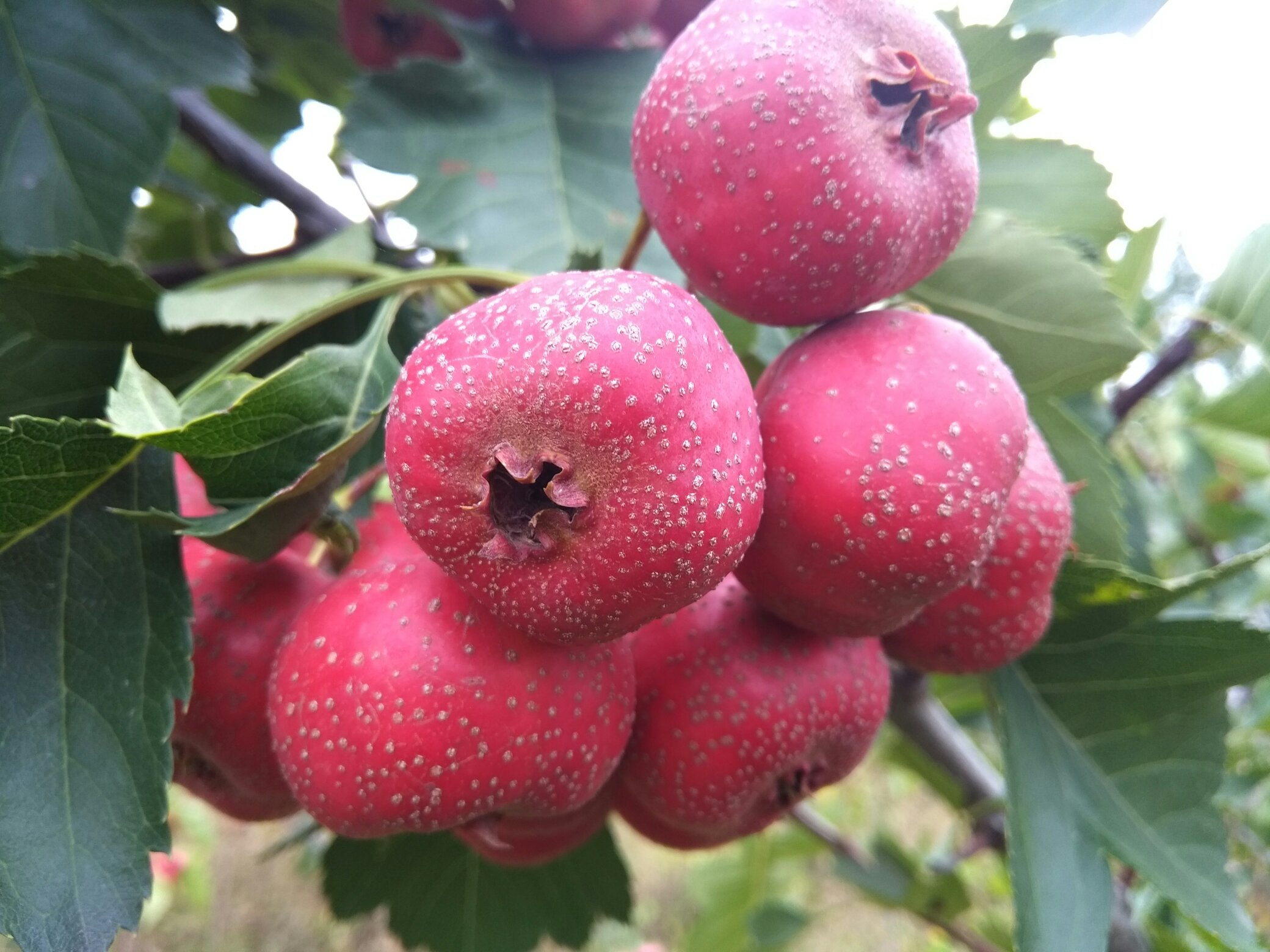 大五棱山楂与普通山楂对比图