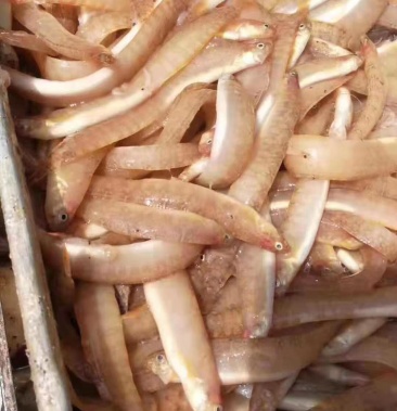 [凤尾鱼批发]凤尾鱼,纯鱼条,欢迎合作价格6200.00元/吨 - 一亩田