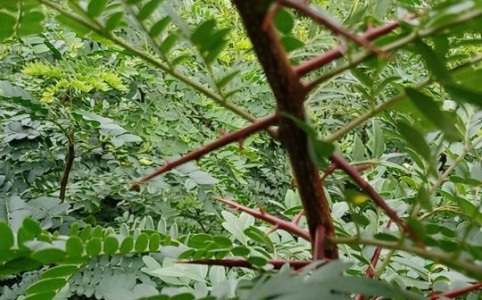 猪肋排价格行情_今日猪肋排价格多少钱一斤 _ 一亩田