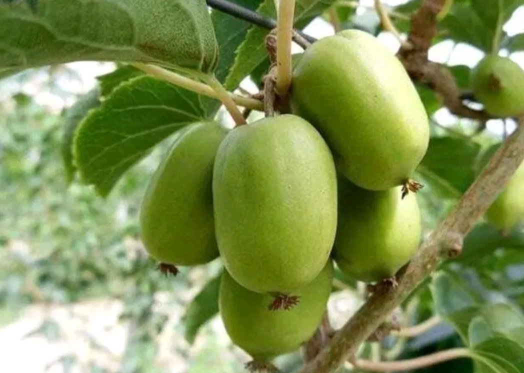 显微结构对比图：左图为中华猕猴桃根横切面显微照片，显示明显木栓层、皮层薄壁细胞及放射状排列的维管束；右图为软枣猕猴桃（藤梨）根同部位显微图，结构高度相似，仅木栓细胞层数略少、韧皮部薄壁细胞更致密