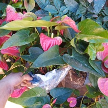 优质纯正品种红掌植物非常漂亮