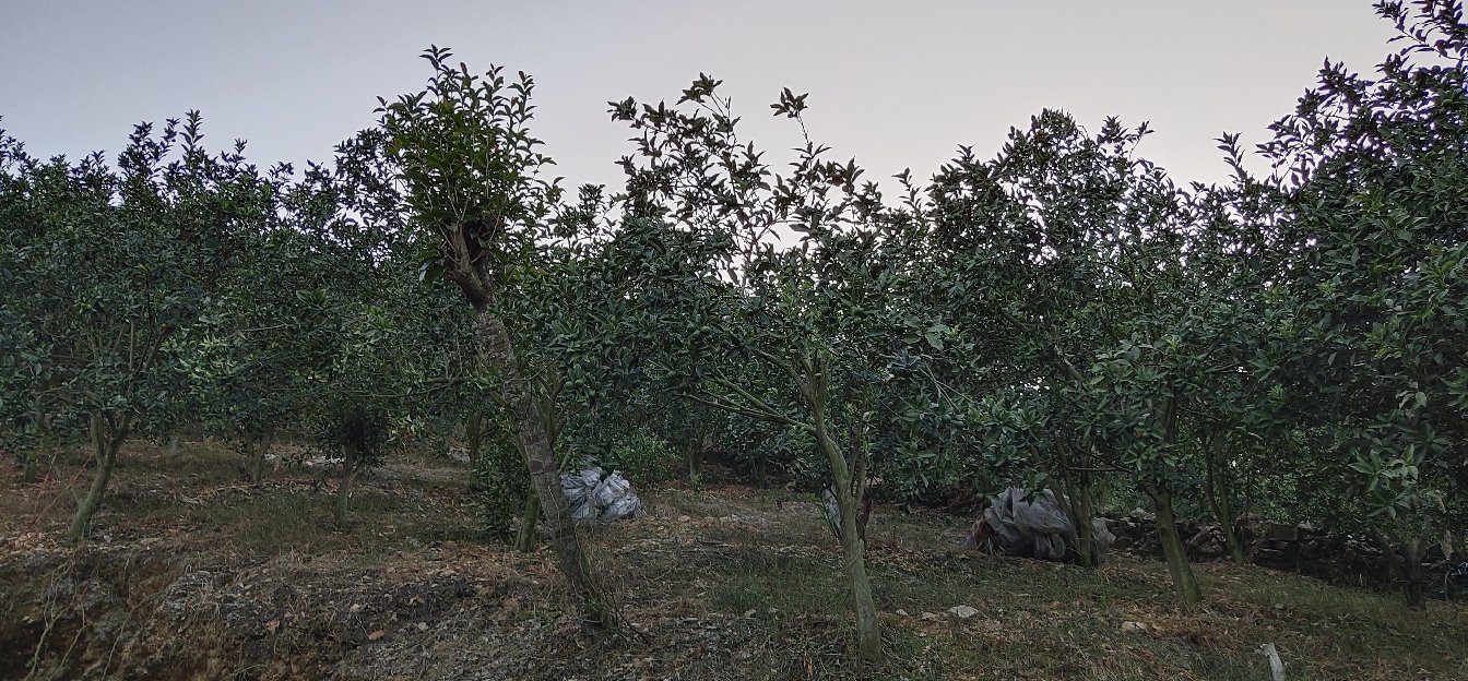 金桔种植园实景图,展示南方果园中挂满果实的金桔树 金桔种植园实景图