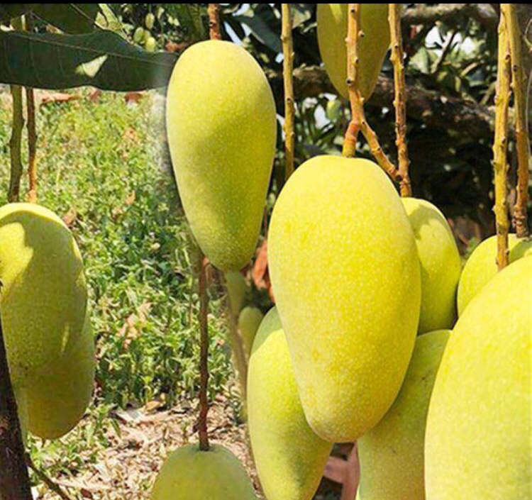 芒果果实展示