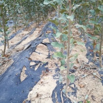 苹果树苗红富士，国光，维纳斯黄金苹果树苗