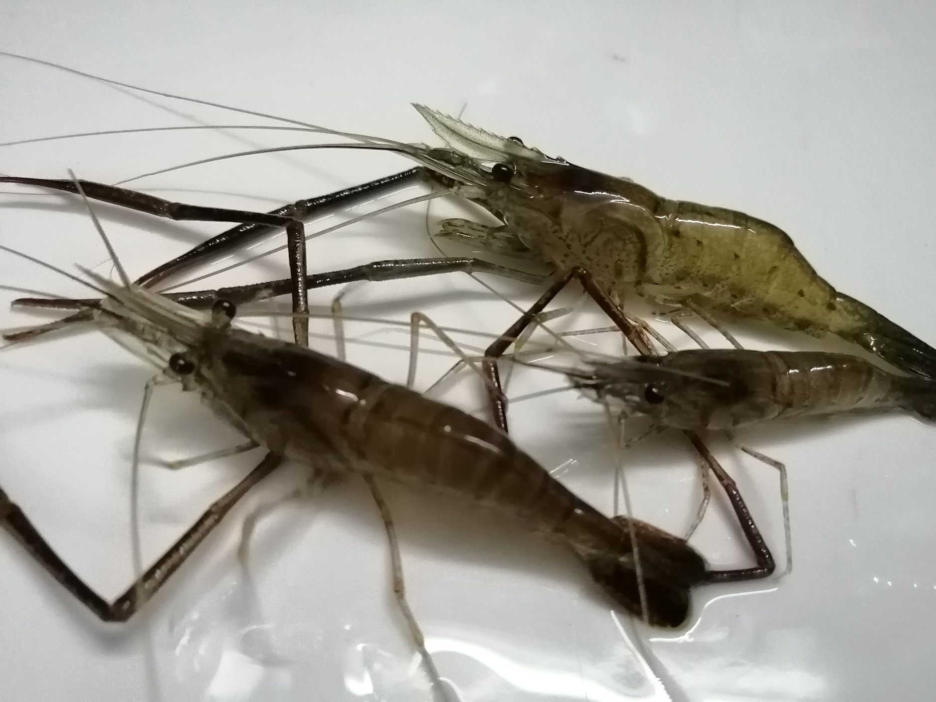 南美白虾与南美白对虾对比图示